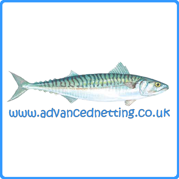 (image for) Rigged 0.30 x 55mm Herring/Mackerel Net (60yds Long x 12ft Deep) - Click Image to Close