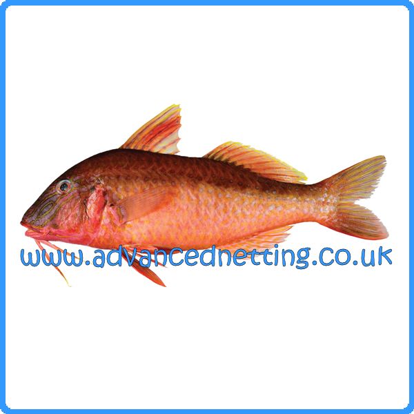 Rigged 0.35 x 67mm (2 5/8 Inch) Red Mullet Net