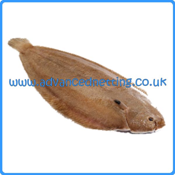 Rigged Sole/Plaice Net 0.30 x 92mm (3 5/8 Inch) : Advanced Netting, No.1  for Commercial Fishing Supplies in the U.K
